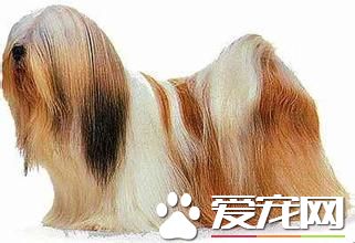 拉薩犬一般怎麼大小便 及時帶它到衛生間
