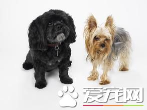 拉薩犬一般怎麼大小便 及時帶它到衛生間