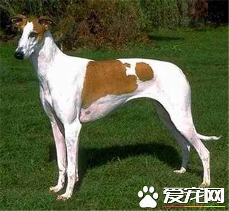 靈缇犬的喂養 肉類與蛋白質是靈缇犬最需要的