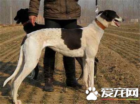 靈缇犬的喂養 肉類與蛋白質是靈缇犬最需要的