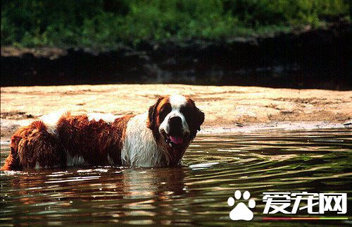 聖伯納犬適合家養嗎 常常在工作上幫忙人適合家養