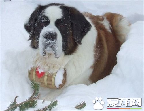 聖伯納犬適合家養嗎 常常在工作上幫忙人適合家養