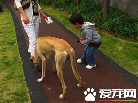 靈缇幼犬吃什麼 根據不同生長時期來選擇食物