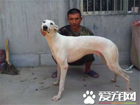 靈缇挑食 要給靈缇犬喂食營養均衡的食物