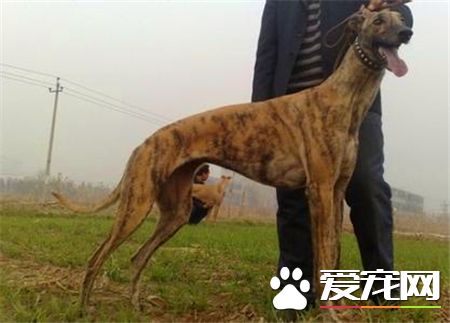 靈缇挑食 要給靈缇犬喂食營養均衡的食物