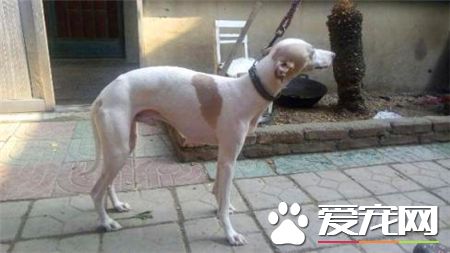 靈缇幼犬吃什麼 根據不同生長時期來選擇食物