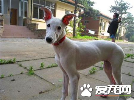 靈缇挑食 要給靈缇犬喂食營養均衡的食物