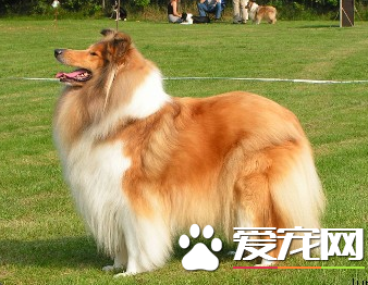 蘇格蘭牧羊犬不能吃什麼 吃的食物不可太鹹