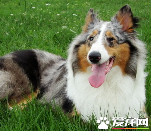 蘇格蘭牧羊犬吃的多嗎 每天兩頓即早晚各一頓