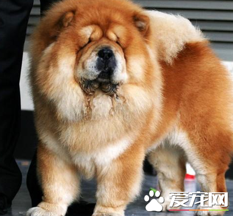 松獅犬怎樣交配 松獅犬的發情期不會很長