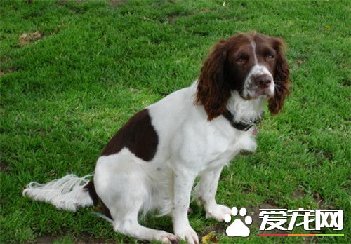 史賓格犬吃什麼 可以少量的吃點兒香蕉補充VC