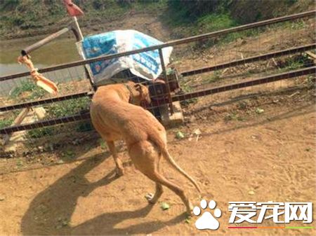 靈缇幼犬用什麼疫苗 42天注射荷蘭英特威小犬二聯