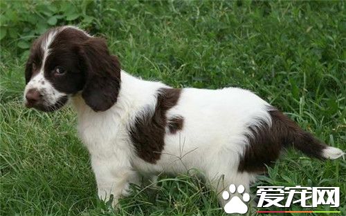 史賓格犬吃什麼 可以少量的吃點兒香蕉補充VC