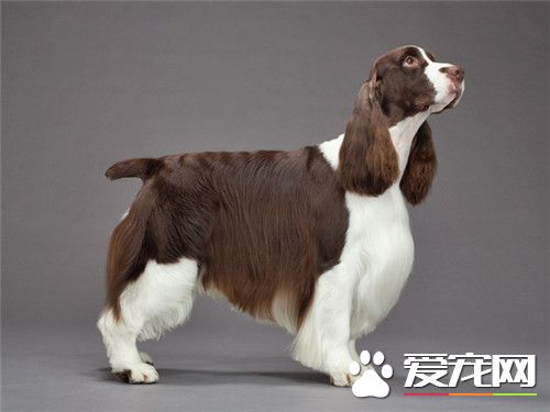 史賓格犬吃什麼 可以少量的吃點兒香蕉補充VC