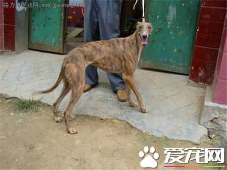 靈缇幼犬用什麼疫苗 42天注射荷蘭英特威小犬二聯