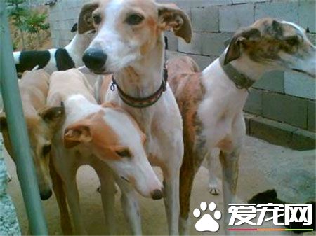 靈缇幼犬用什麼疫苗 42天注射荷蘭英特威小犬二聯