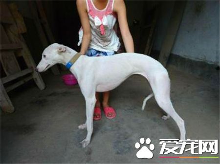 靈缇幼犬怎麼看純不純 耳朵應該是緊貼著腦門的