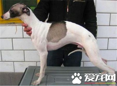 靈缇幼犬怎麼看純不純 耳朵應該是緊貼著腦門的