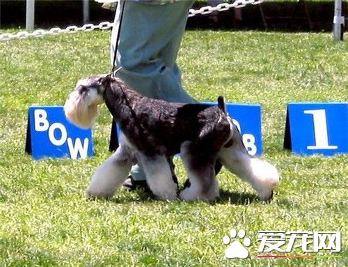 迷你雪納瑞怎麼喂食 前30天主要以母乳為生