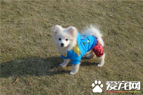 迷你銀狐犬好養不 一種溫順且非常好養的狗狗