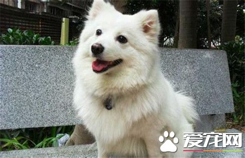 迷你銀狐犬好養不 一種溫順且非常好養的狗狗
