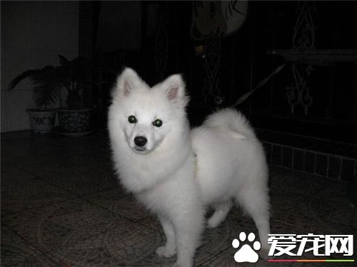 迷你銀狐犬好養不 一種溫順且非常好養的狗狗