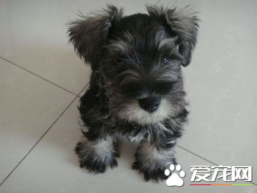 巨型雪納瑞犬怎麼養 固定的時間給予優質的狗食