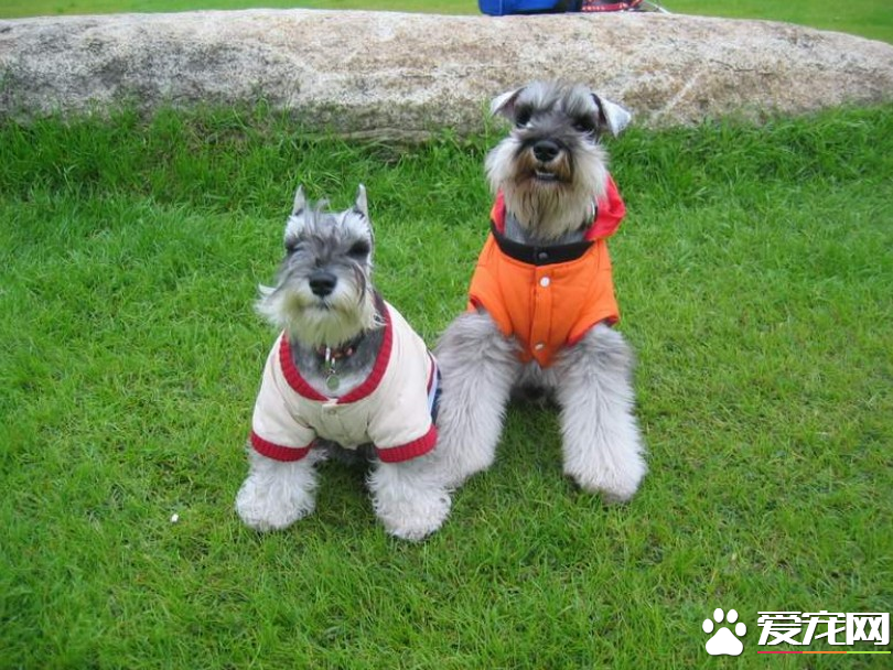 巨型雪納瑞犬怎麼養 固定的時間給予優質的狗食