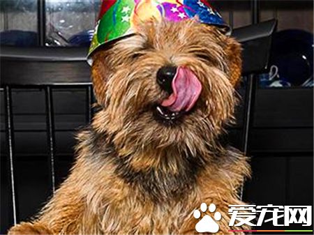 羅福梗夏天要剪毛嗎 腳尖上的毛用小剪刀剪