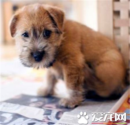 羅福梗幼犬的怎麼護理 不需要頻繁的洗澡
