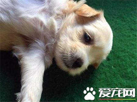 羅福梗幼犬的怎麼護理 不需要頻繁的洗澡