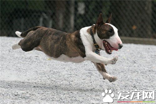 牛頭梗幼犬吃奶糕嗎 可以用羊奶粉泡狗糧或奶糕
