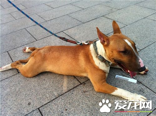 牛頭梗幼犬吃奶糕嗎 可以用羊奶粉泡狗糧或奶糕