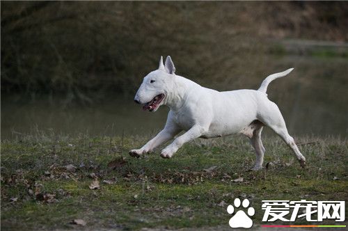 牛頭梗幼犬吃奶糕嗎 可以用羊奶粉泡狗糧或奶糕