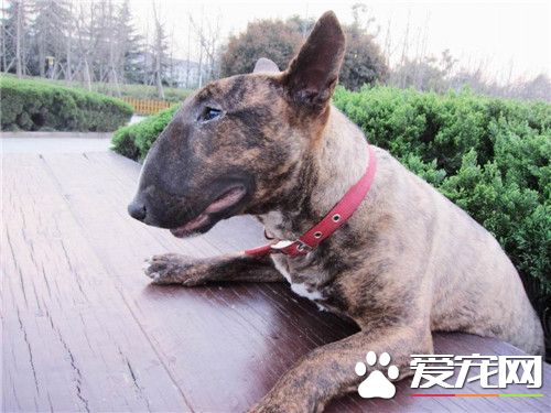 牛頭梗幼犬怎樣喂養 牛頭梗幼犬飯量極大