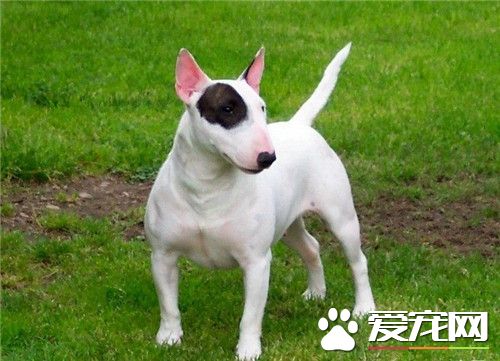 牛頭梗幼犬怎樣喂養 牛頭梗幼犬飯量極大