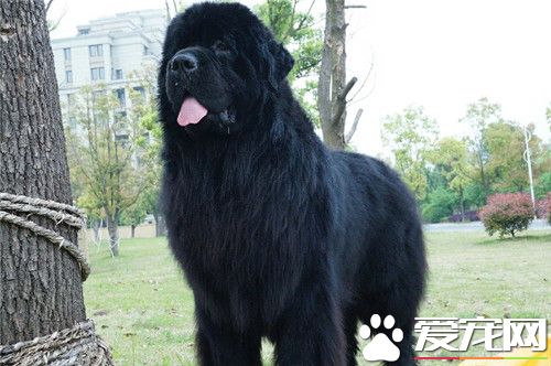 紐芬蘭犬辨別 眼睛應為深褐色相對小位置深