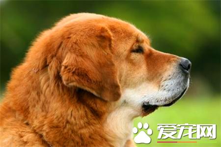 馬士提夫犬喂養 不要給馬士提夫犬喝牛奶