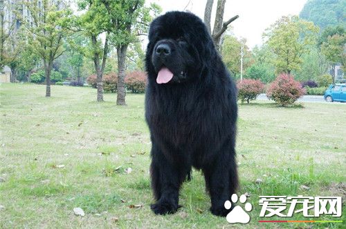 紐芬蘭犬辨別 眼睛應為深褐色相對小位置深