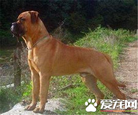 馬士提夫犬喂養 不要給馬士提夫犬喝牛奶