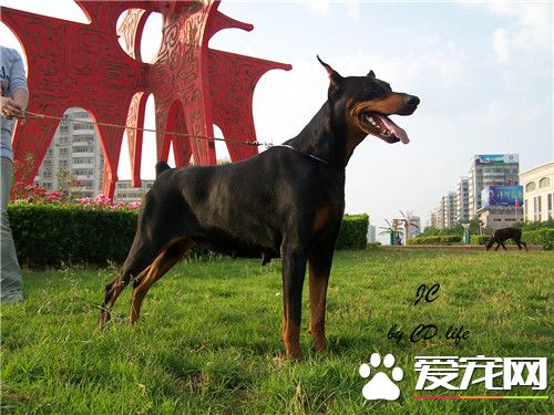 杜賓犬修耳 修耳可以提高杜賓犬的聽力