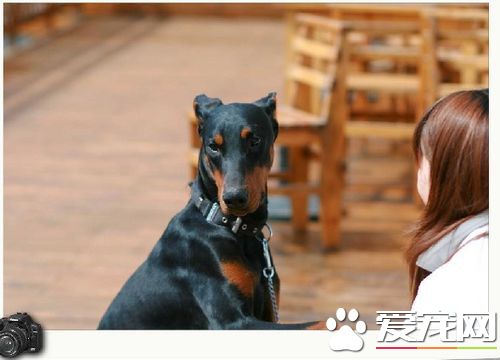 杜賓犬修耳 修耳可以提高杜賓犬的聽力