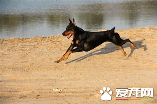 杜賓犬修耳 修耳可以提高杜賓犬的聽力