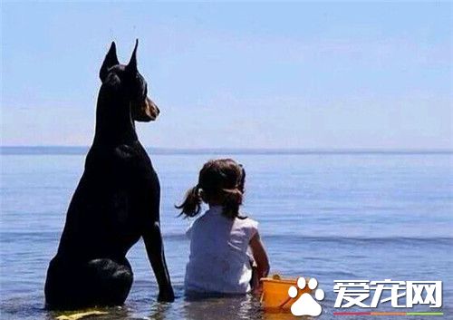 杜賓犬怎麼斷尾 用橡皮筋捆綁在要斷尾的位置