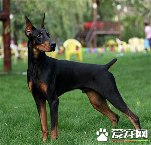 杜賓犬怎麼斷尾 用橡皮筋捆綁在要斷尾的位置