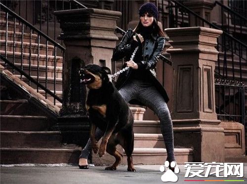 杜賓犬如何養 鈣量的補充是非常重要的