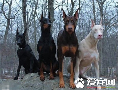 杜賓犬如何養 鈣量的補充是非常重要的