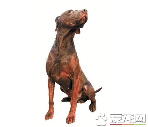 杜賓犬如何養 鈣量的補充是非常重要的