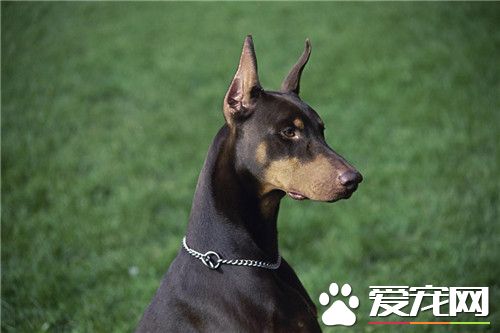 杜賓狗可以做絕育嗎 絕育可以避免子宮蓄膿