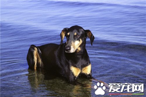 杜賓狗可以做絕育嗎 絕育可以避免子宮蓄膿